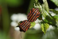 Graphosoma italicum