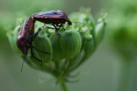 Graphosoma italicum