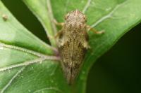 Aphrophora alni