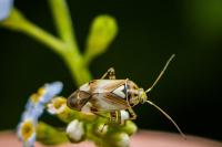 Lygus pratensis