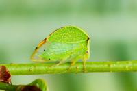Stictocephala alta