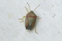 Piezodorus lituratus