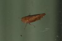Fieberiella florii