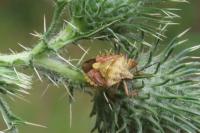 Carpocoris purpureipennis