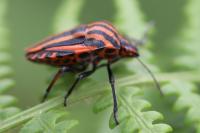 Graphosoma italicum