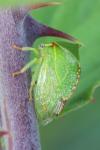 Stictocephala alta