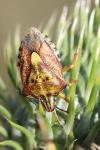 Carpocoris purpureipennis