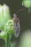 Nysius