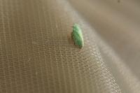Tettigometra virescens