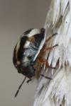 Neottiglossa