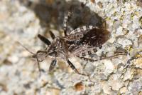 Coranus griseus