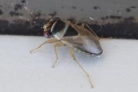 Geocoris megacephalus