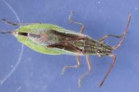 Myrmus miriformis