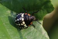 Nezara viridula