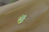 Nezara viridula