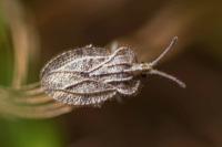 Tingis reticulata