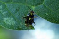 Liocoris tripustulatus