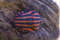 Graphosoma italicum