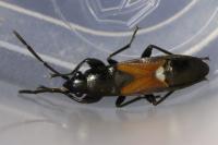 Pterotmetus staphyliniformis