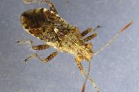 Rhopalus subrufus