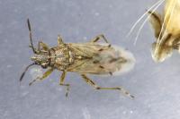 Nysius