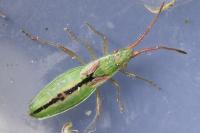 Myrmus miriformis