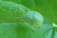 Palomena prasina