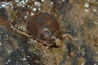 Aphelocheirus aestivalis