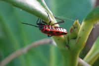 Pyrrhocoris apterus