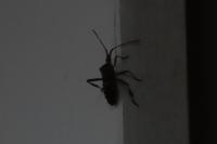 Leptoglossus occidentalis