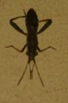 Camptopus lateralis