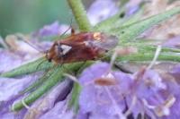 Lygus pratensis
