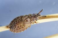 Aradus cinnamomeus