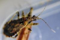 Himacerus mirmicoides