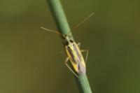 Stenotus binotatus