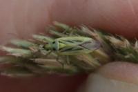 Stenotus binotatus