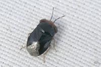 Geocoris erythrocephalus