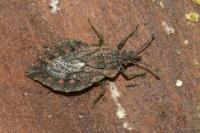 Aradus betulae
