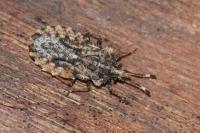 Aradus ribauti