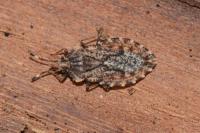 Aradus ribauti
