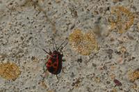 Pyrrhocoris apterus