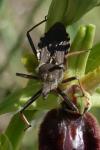 Rhynocoris erythropus