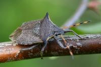 Picromerus nigridens