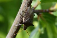 Picromerus nigridens