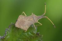 Syromastus rhombeus