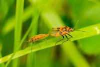 Corizus hyoscyami
