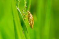 Aelia acuminata