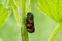 Cercopis vulnerata