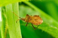 Coreus marginatus