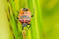 Eurydema ornata